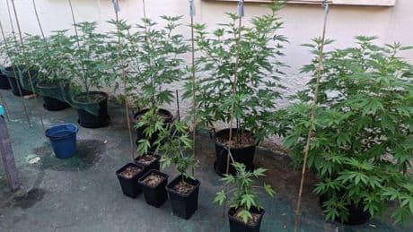 Des plants de cannabis saisis dans une cour d'immeuble de La Seyne-sur-Mer, un homme placé en garde à vue