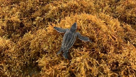 Smelly seaweed is snaring hatchling sea turtles on their way to the ocean