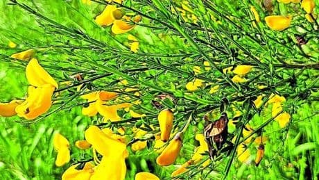 La planta que usan las brujas para sus escobas