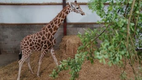 Blair Drummond Safari Park welcomes new giraffe Noinin