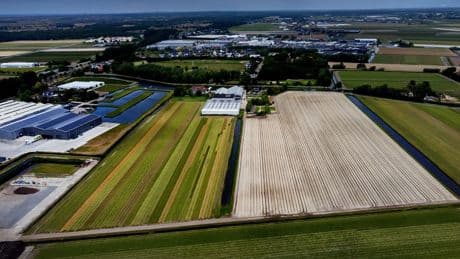 Scenario van einde van bollenteelt, onder druk van klimaatverandering en woningbouw, is schrikbeeld in de Bollenstreek