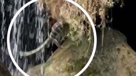Waran löst Chaos an thailändischem Wasserfall aus: Touristenszene gefilmt