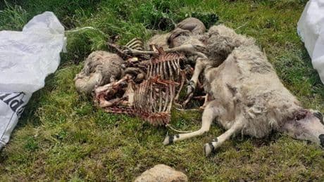 El lobo deja nueve ovejas muertas tras un doble ataque a la misma explotación de la provincia de Salamanca