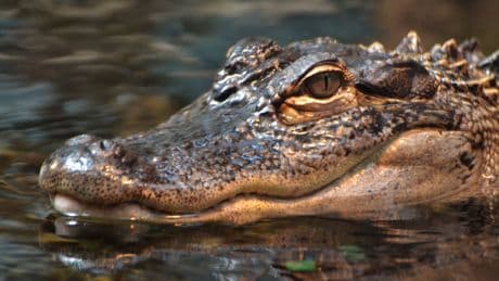 Five people survive 36 hours in alligator-infested swamp after plane crash