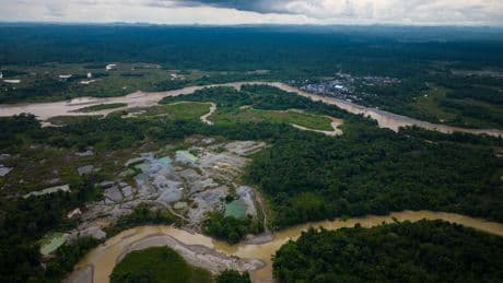 Over 90 arrests made in global crackdown on environmental crime in the Amazon Basin