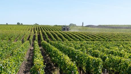 Pesticides : les riverains des vignes bien plus exposés que le reste de la population