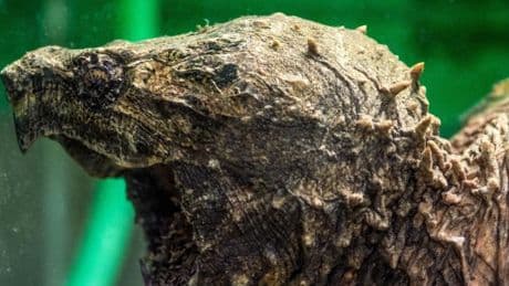 Tierschutzorganisation sucht den Besitzer der Geierschildkröte „Gabi“