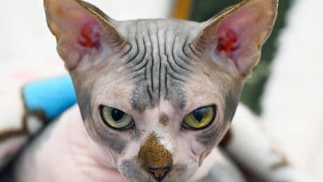 Your cat may not show it – but it definitely knows your scent