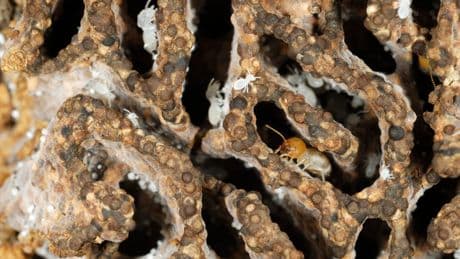 Fossilised log reveals secrets of 120 million-year-old polar forests