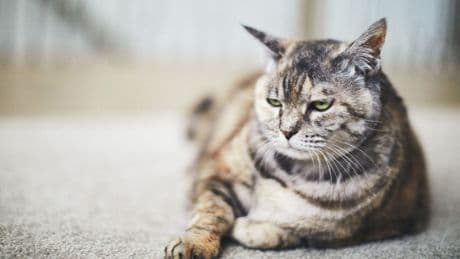 Wie alt werden Katzen? Diese Faktoren beeinflussen die Lebensdauer