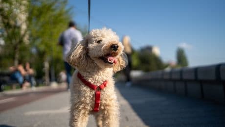 America’s favorite dog breed is almost definitely not what you’d expect
