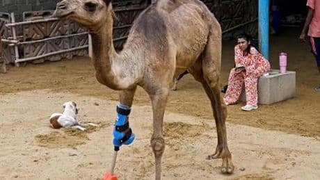 Kamel in Pakistan kann dank Prothese wieder laufen