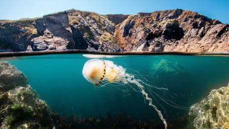 Sir David Attenboroughs ‘Ocean’ is een getuigenis van puur optimisme