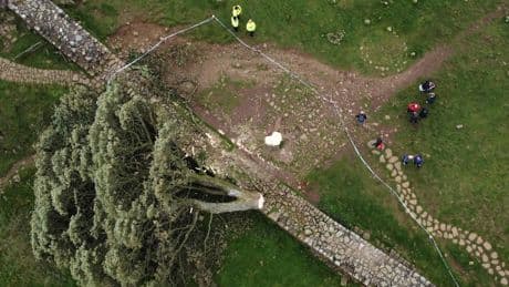 Prozess um „Sycamore Gap Tree“: Zwei Männer „auf einer idiotischen Mission“