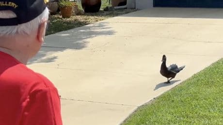 Florida: Ente tyrannisiert Bewohner in US-Ortschaft