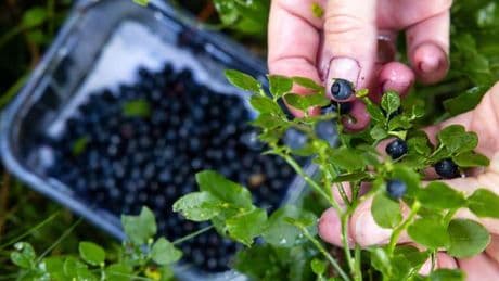 Umwelt: Saison für Blaubeeren in Thüringens Wäldern