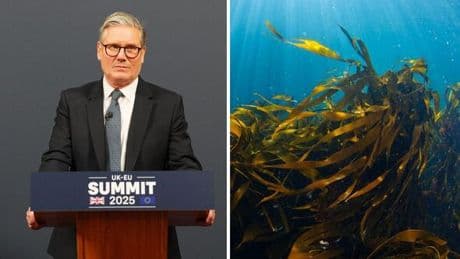 'Sham!' UK's vulnerable marine protected areas face over 20,000 hours of bottom trawling l