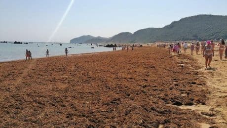El alga asiática invasora de las playas de Noja que llega «hasta las rodillas»