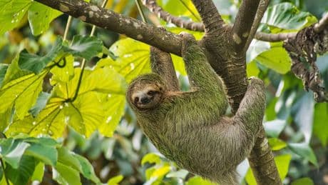 What is sloth fever? Symptoms and advice after UK Oropouche virus cases