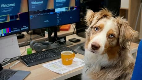 Hartes Gerichtsurteil - Hunde dürfen nicht mehr mit zur Arbeit