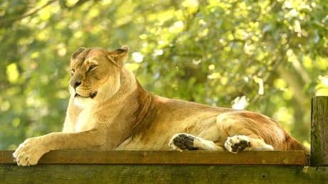 UK safari park where you can solve clues from popular Netflix kids' show this summer