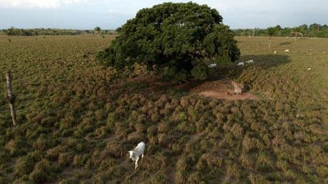 Brésil : la forêt amazonienne amputée d’une surface équivalente à l’Espagne en 40 ans