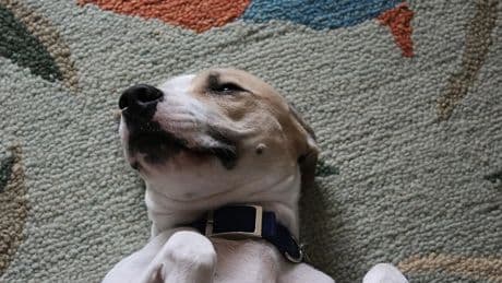 Lenguaje canino: claves para interpretar la sumisión en los perros