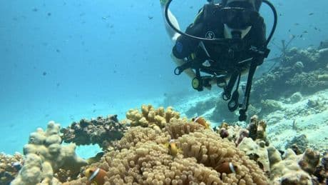 Tiburones, rayas, delfines y tortugas: todo lo que he visto en mi primera vez buceando en las Islas Maldivas
