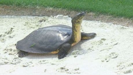 PGA Championship halted as wild animal wrecks bunker and green staff called