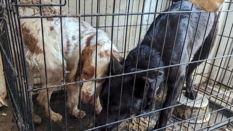 Cruel pet owner leaves dogs in dirty, cramped crates without water and bedding
