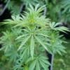 Leur savonnerie artisanale cachait une plantation de cannabis, un couple condamné dans le Nord