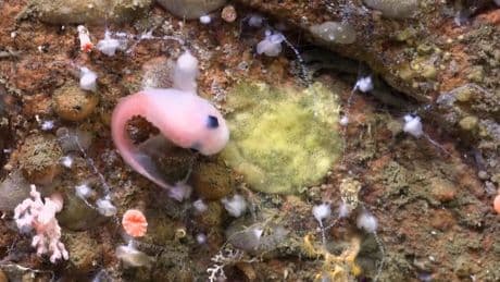 Sensation in der Tiefsee - Forscher entdecken 40 neue Tierarten!