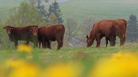Agrarsubventionen: Verbraucher erwarten laut Umfrage Tierwohl und Nachhaltigkeit