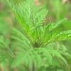 "Son pollen est très allergisant" : pourquoi cette plante qui prolifère aux bords des routes est dangereuse pour les humains