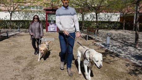 Los perros guía podrán acceder a cualquier espacio abierto al público en todo el país