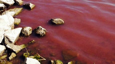 Giftige Alge befällt unsere Badeseen - Vorsicht, wenn das Wasser plötzlich rot ist!