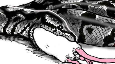 Gallego & Rey
