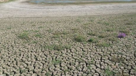 Tekirdağ'daki gölet kuruma noktasına geldi