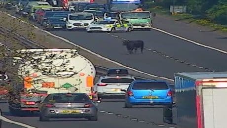 Cow halts rush hour traffic on Scots motorway leaving traffic 'udderly terrible'