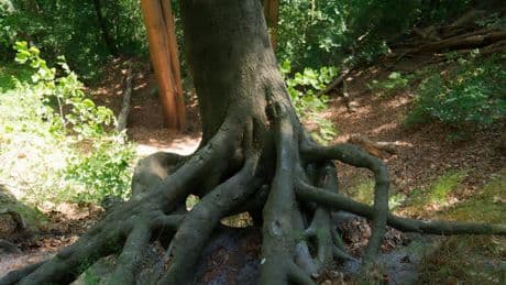 Un estudio de Stanford y Santa Fe revela que las raíces crecen más profundo y desafían teorías ecológicas previas