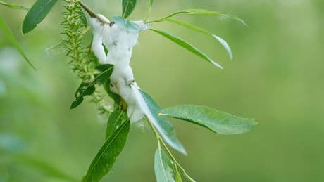 Schaumschläger im Garten: Wer steckt hinter den seltsamen Schaumnestern?