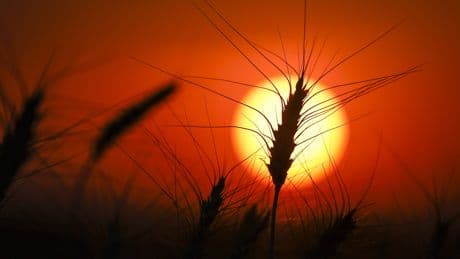 Heat warnings issued for Edmonton, Calgary and other parts of Alberta