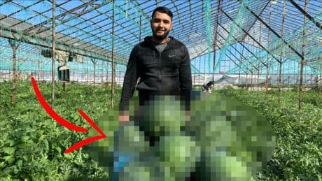 Hasadı erken başladı, tezgahlar canlandı! Sezonun ilk ürünleri: Kilosu 60 TL’den satılıyor