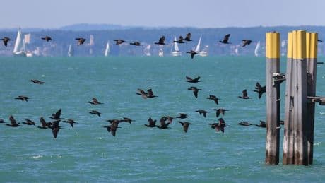 Mit Hightech-Drohnen gegen den Kormoran am Bodensee