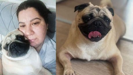 Tatile çıkarken pet otele bıraktığı köpeği öldü; işletmeden şikayetçi oldu