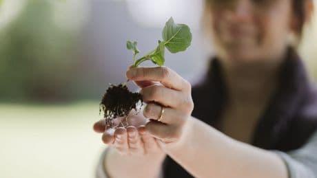 The crops to sow now for great spring results, according to an expert