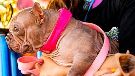 Petunia zum „hässlichsten“ Hund der Welt gekürt