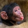 Three endangered macaques born at monkey sanctuary