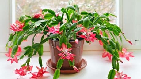 Instagram's most viral plants look great but are extremely dangerous for your pets