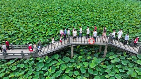 El impresionante espectáculo de las flores de loto, símbolo de la cultura china